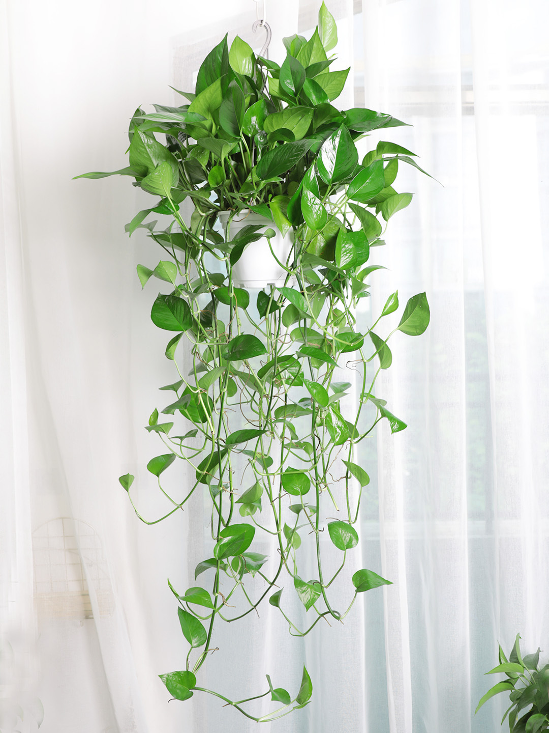绿萝长藤垂吊挂墙上室内长藤绿植盆栽长绿萝新房客厅牵藤爬藤植物