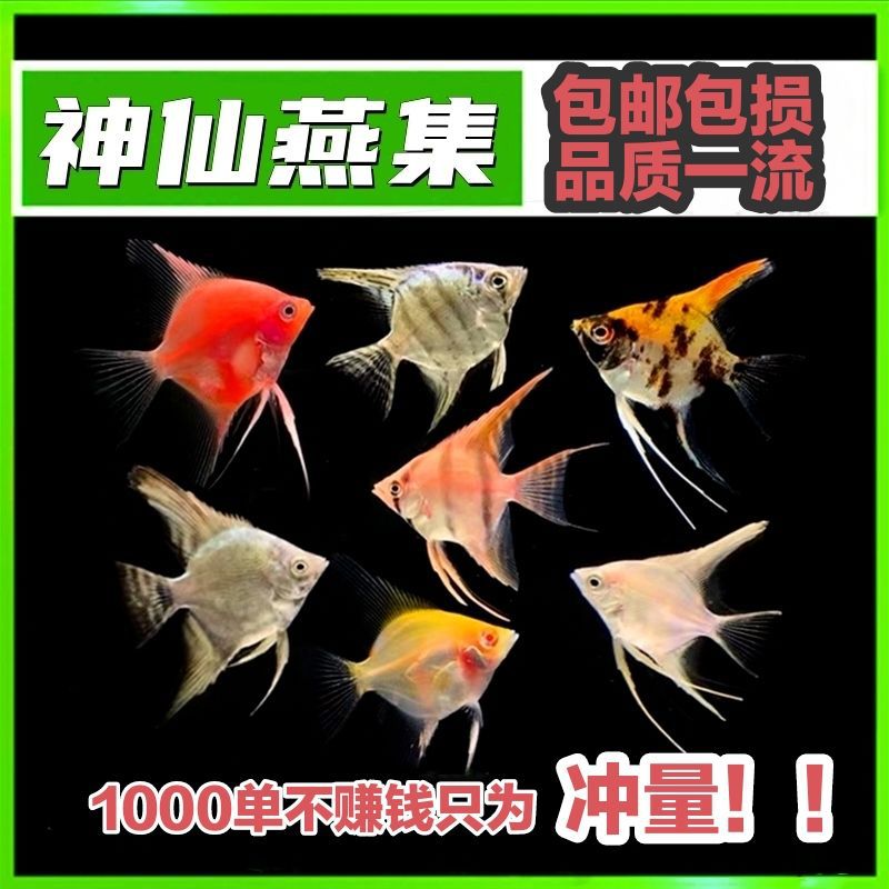 神仙鱼合集便宜三色熊猫燕鱼钻石金顶蓝魔包邮清仓品种随机-阿里巴巴