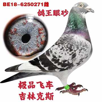 信鸽活体幼鸽成绩鸽杨阿腾赛鸽天落鸟鸽子公棚鸽比利时圆环种鸽