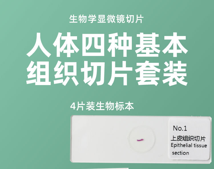 人体四种基本组织切片中上皮组织结缔组织初中生物学教材观察玻片