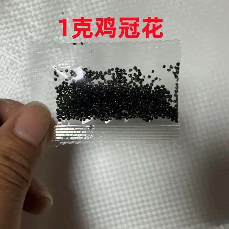 小包装种子鸡冠花蔬菜封包糖果包学生礼物易种家庭园艺花卉彩包花