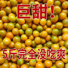 【爆甜多肉】5斤新鲜脆皮金桔当季(单果5-2g)水果批发