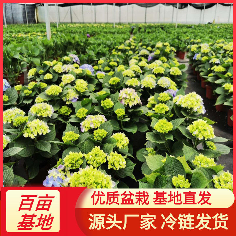 云南基地批发多色绣球宝塔八仙花盆栽室内绿植四季开花园林绿化