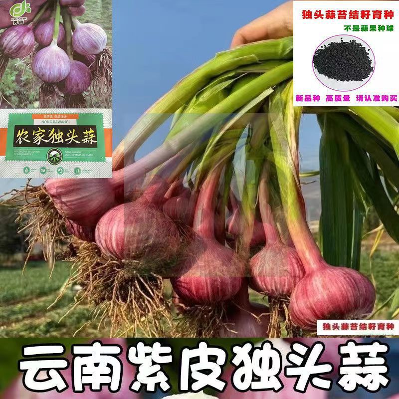 独头蒜种大蒜种子山东大蒜种种独头的蒜种出独头率高达100%