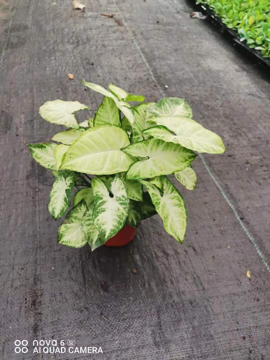 基地直供批发 110#白蝴蝶 花卉盆栽 多肉组盆 室内外绿植