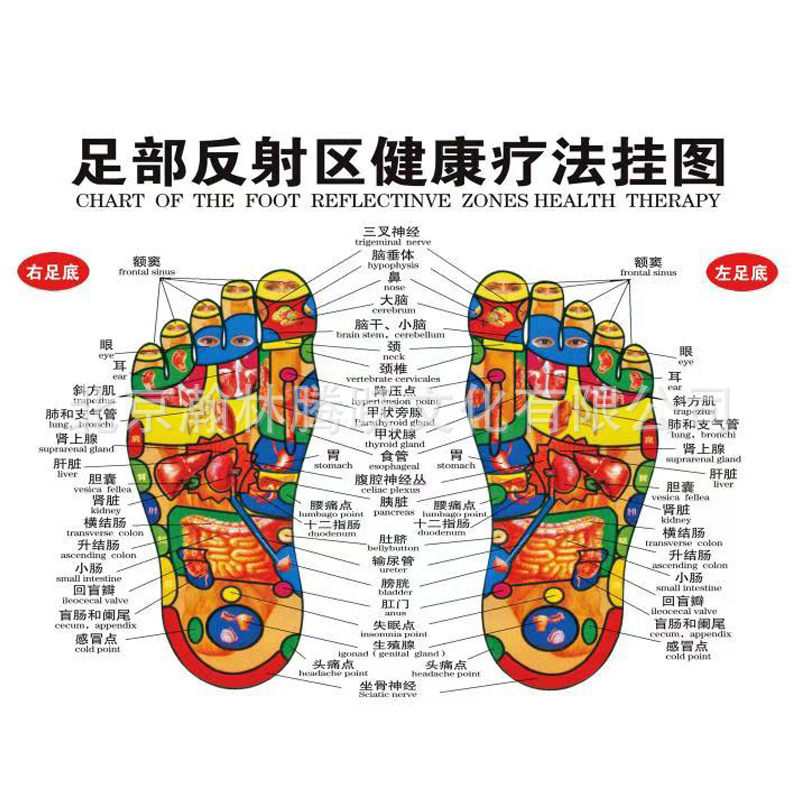 批发足底按摩经络图穴位图艾灸挂图刮痧穴位图可定制-阿里巴巴
