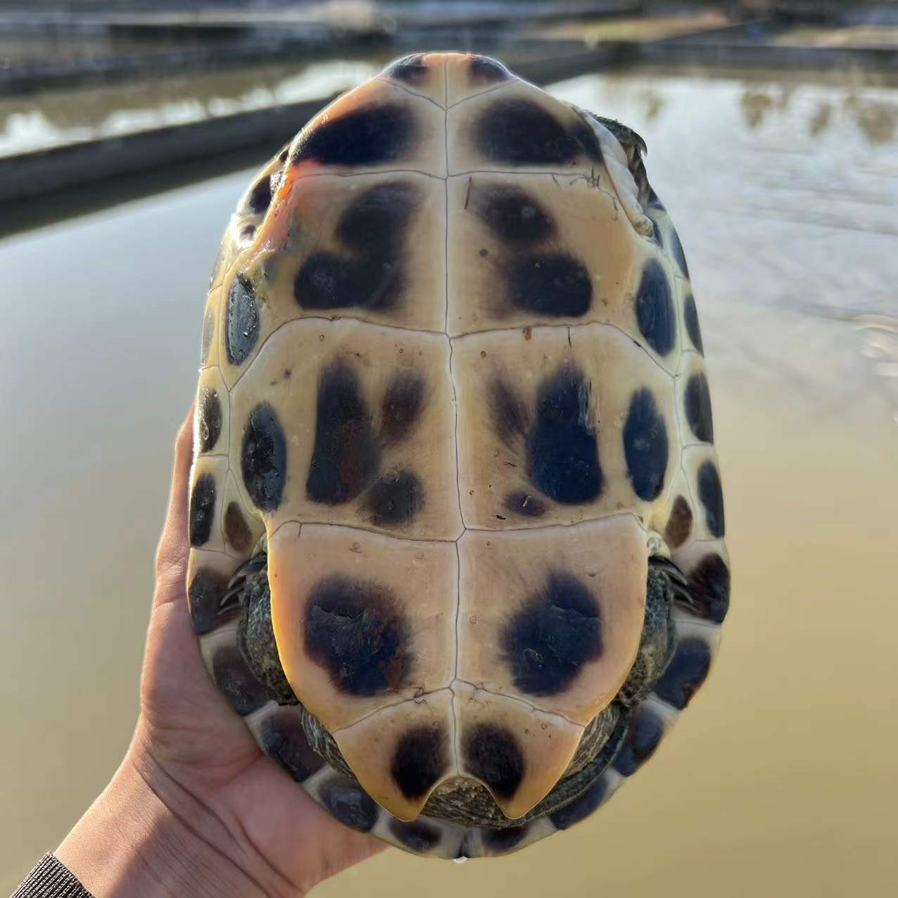 外塘珍珠龟中华花龟台湾六线草龟观赏龟食用龟放生龟镇宅老乌龟