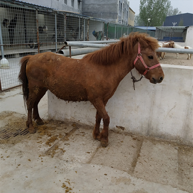 欧式矮马马车出售 迷你小德保矮马养殖出售 出售德保矮马