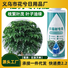 幸福树专用肥营养液室内盆栽绿植防黄叶掉叶植物通用液体水溶肥料