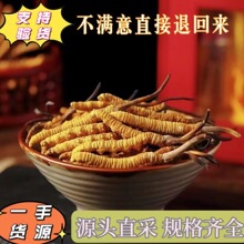 西藏那曲冬虫夏草 原产地虫草 2根1克 200克礼盒装_阿里巴巴找货神器
