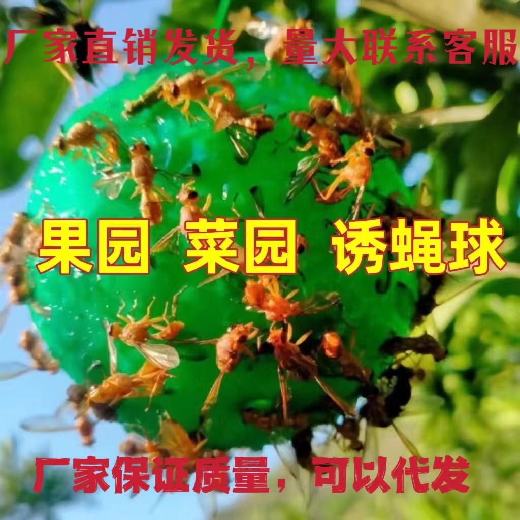 诱蝇球果蝇诱捕器粘虫球柑橘针蜂果实蝇黄色绿色蚊虫球陷阱捕虫器