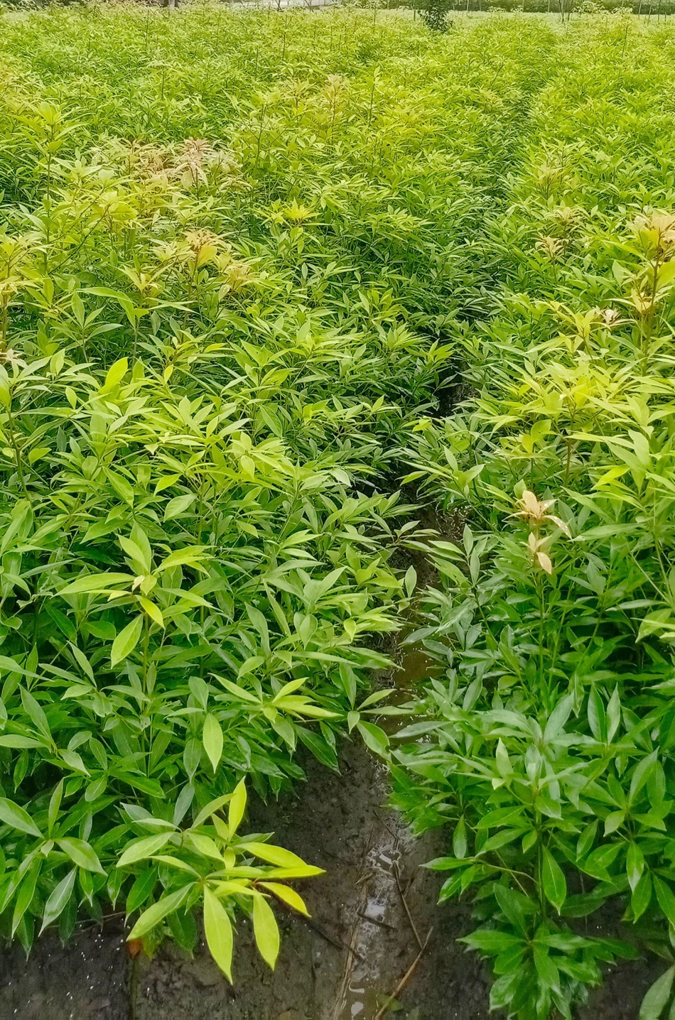 小叶桢楠地苗 细叶桢楠 金丝楠木 四川园林绿化苗木 楠木笼子绿篱