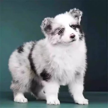 纯种边境牧羊犬幼犬活体 双血统三通七白黑白陨石红色边牧宠物狗