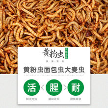 面包虫黄粉虫鲜活仓鼠粮食蝎子画眉鹦鹉石蛙龙鱼八哥宠物饲料