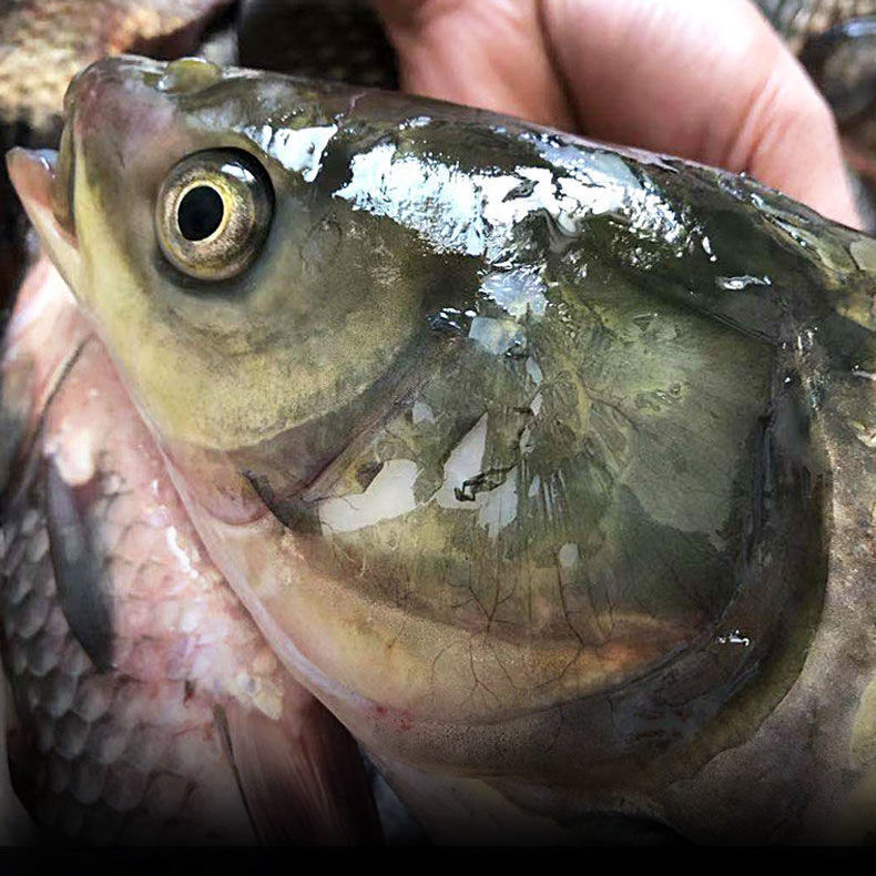 微山湖野生野生草鱼生态鲩鱼草混厚子鱼现草青淡水鱼餐饮生鲜鱼类