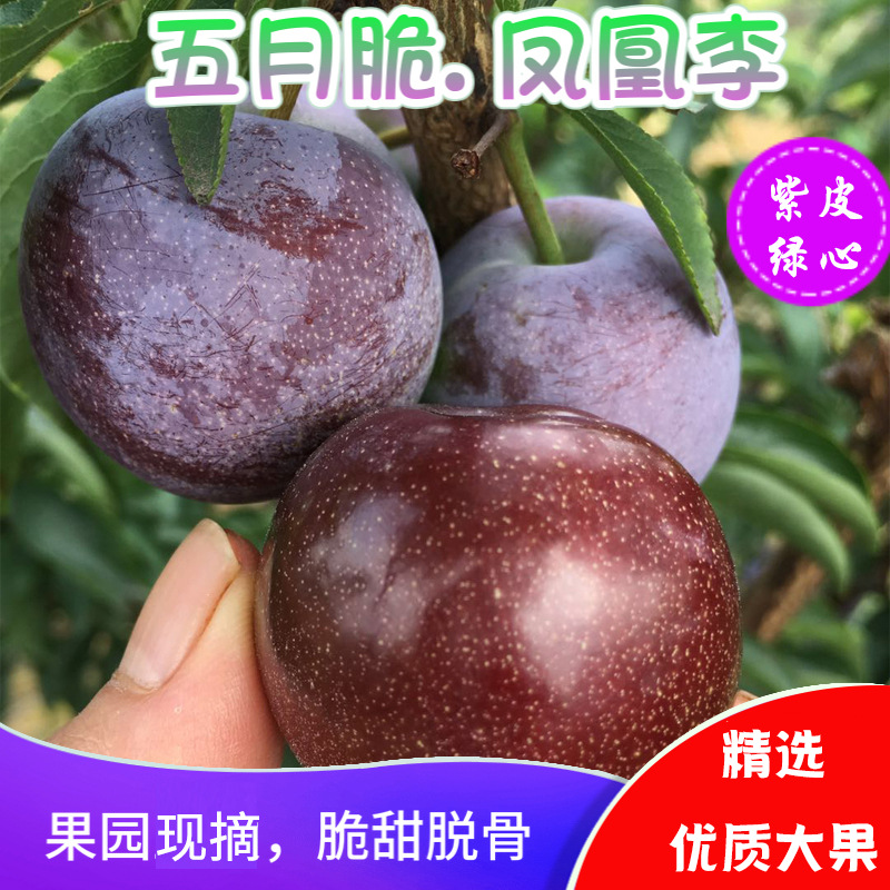 四川凤凰李五月脆一点红李子脱骨李新鲜李子水果现摘现发3/5斤