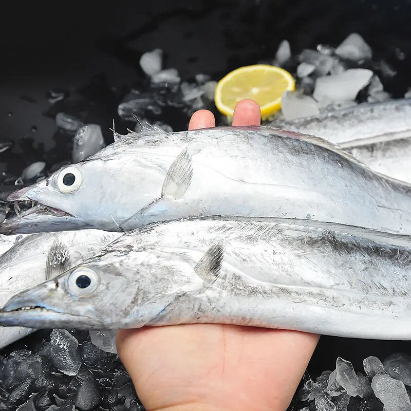 带鱼新鲜整条小眼带鱼带鱼短大号无冰衣整箱批发海捕深海带鱼