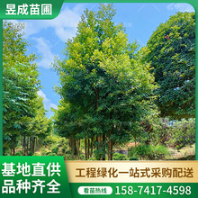 苗圃供应丛生杜英移植四季常青绿化苗木庭院公园行道景观杜英树