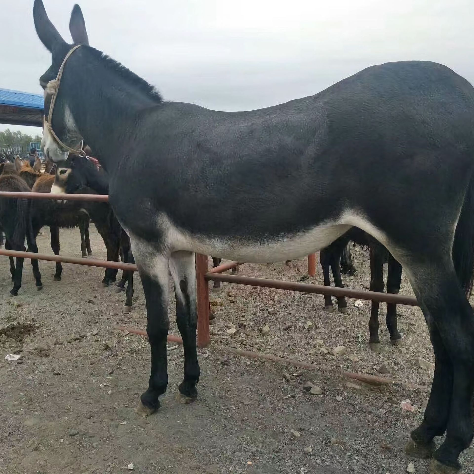 【小驴驴苗】-小驴驴苗厂家,品牌,图片,热帖-阿里巴巴