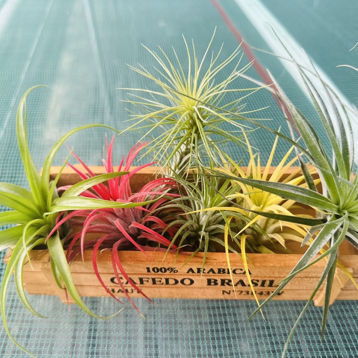 空气凤梨室内阳台净化空气桌面无土植物懒人摆件花草绿植盆栽木盒