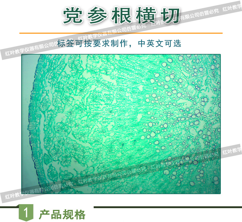 党参根横切 生物切片 植物细胞标本 显微镜观察玻璃玻片