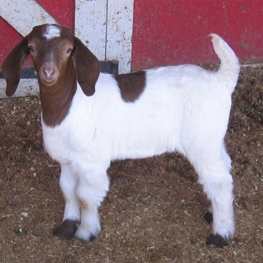 纯种波尔山羊哪里有卖的 养殖基地波尔山羊价格 山羊波尔山羊