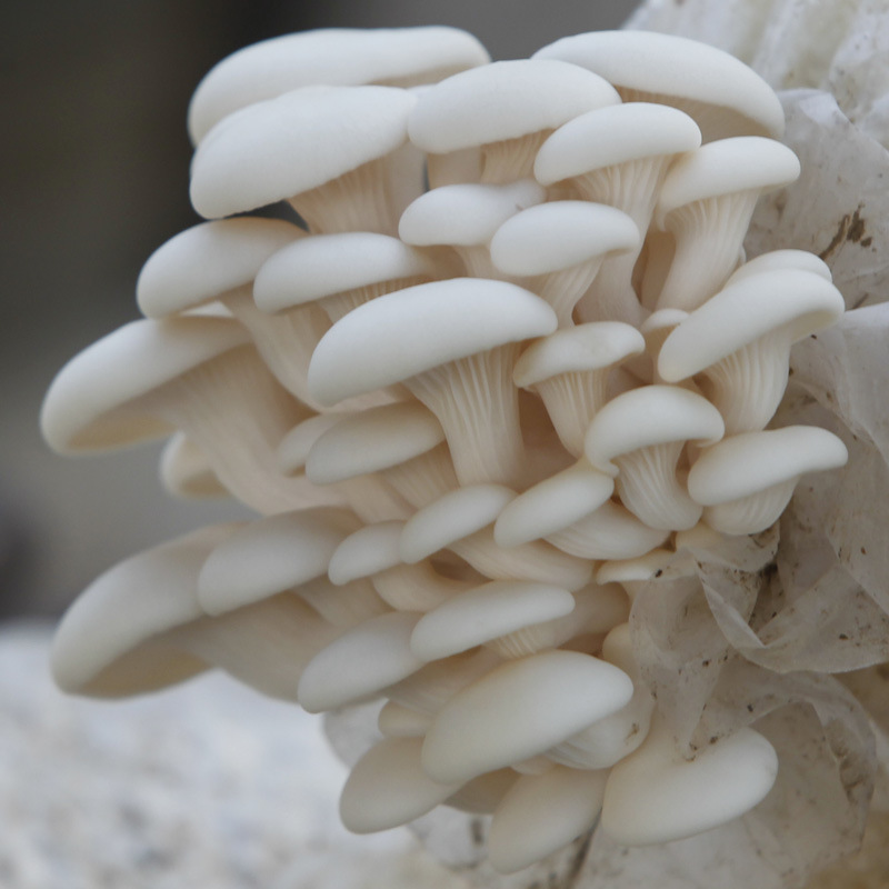 白平菇蘑菇菌包菌棒盆栽食用菌家庭儿童学校蘑菇种植菌包菌种