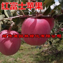 红富士苹果树苗南北方庭院地栽特大室内盆栽嫁接矮化果树当年结果