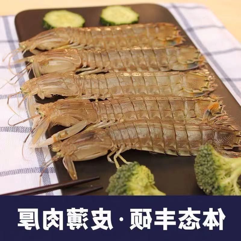 皮皮虾鲜活蒸熟速冻熟冻虾姑富贵虾特大虾爬子舟山懒尿虾海鲜水产