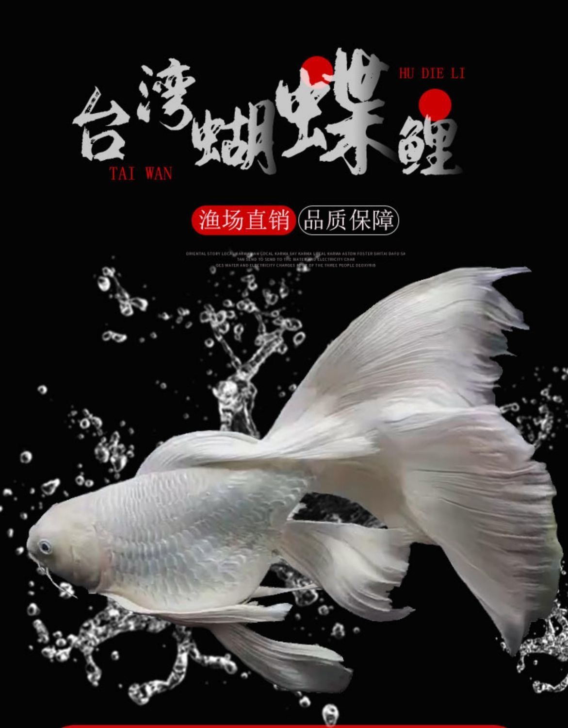 冷水鱼蝴蝶鲤观赏金鱼活体短身贵妃球体淡水鱼好养耐活狮子头锦鲤