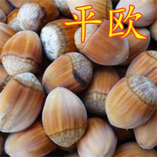 榛子树树苗美国大榛子苗树辽榛玉坠平欧地栽盆栽北方种植当年结果