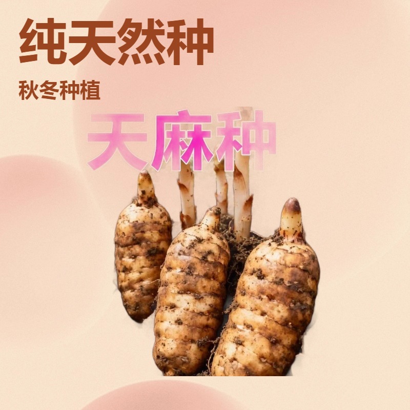 天麻种子新天麻种籽秋冬种植蔬菜种子纯天然