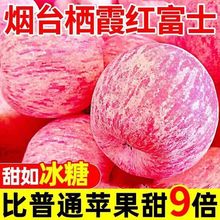 条纹红富士苹果山东烟台10斤5斤脆甜栖霞水果平当季新鲜整箱拉丝1