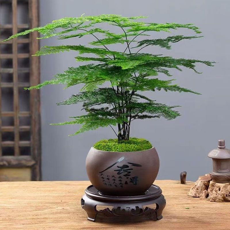 精品舍得紫砂盆 文竹盆栽室内花卉绿植 四季常绿 净化空气-阿里巴巴