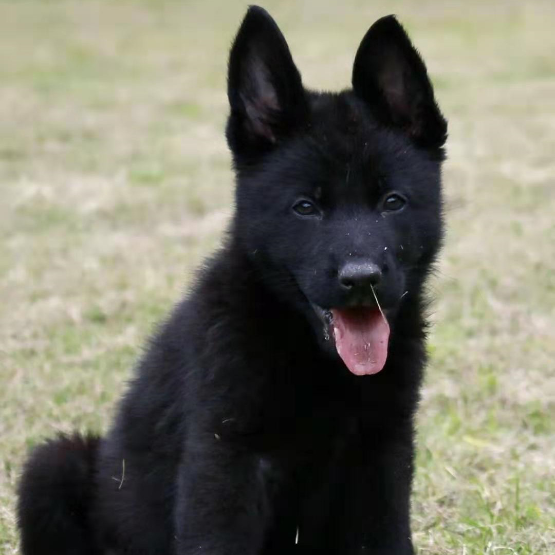 出售东德幼犬活体狗狗家养纯种狗狗东德牧羊犬三个月多少一条