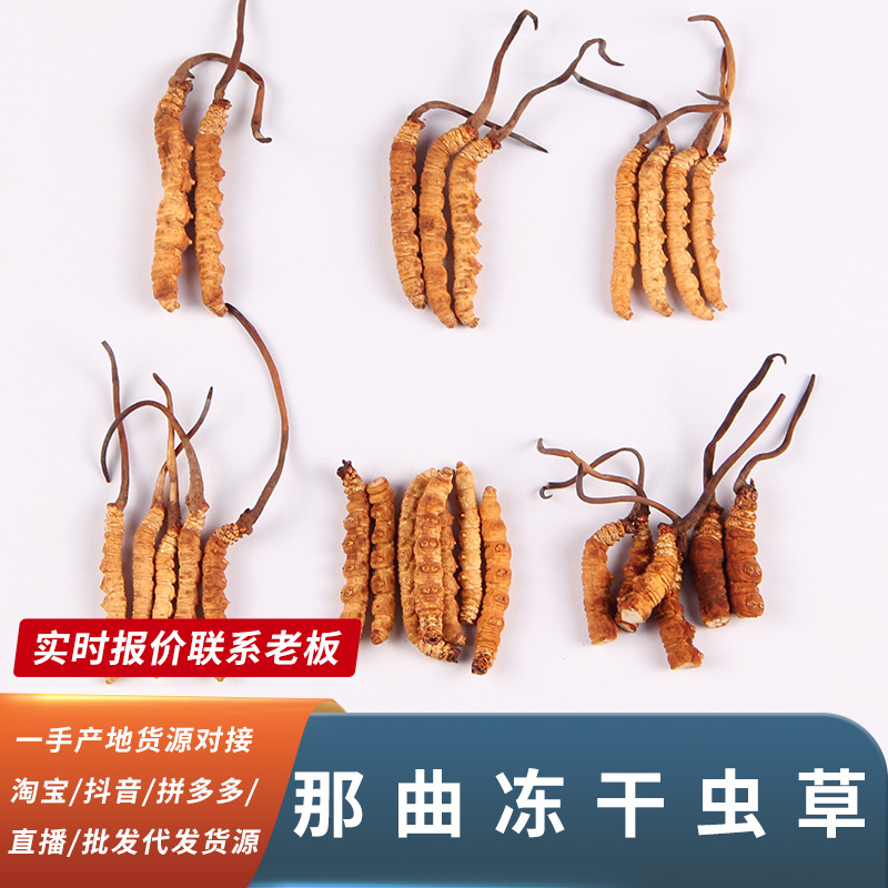 西藏那曲冬虫夏草一根也是批发冻干产地高海拔虫草足