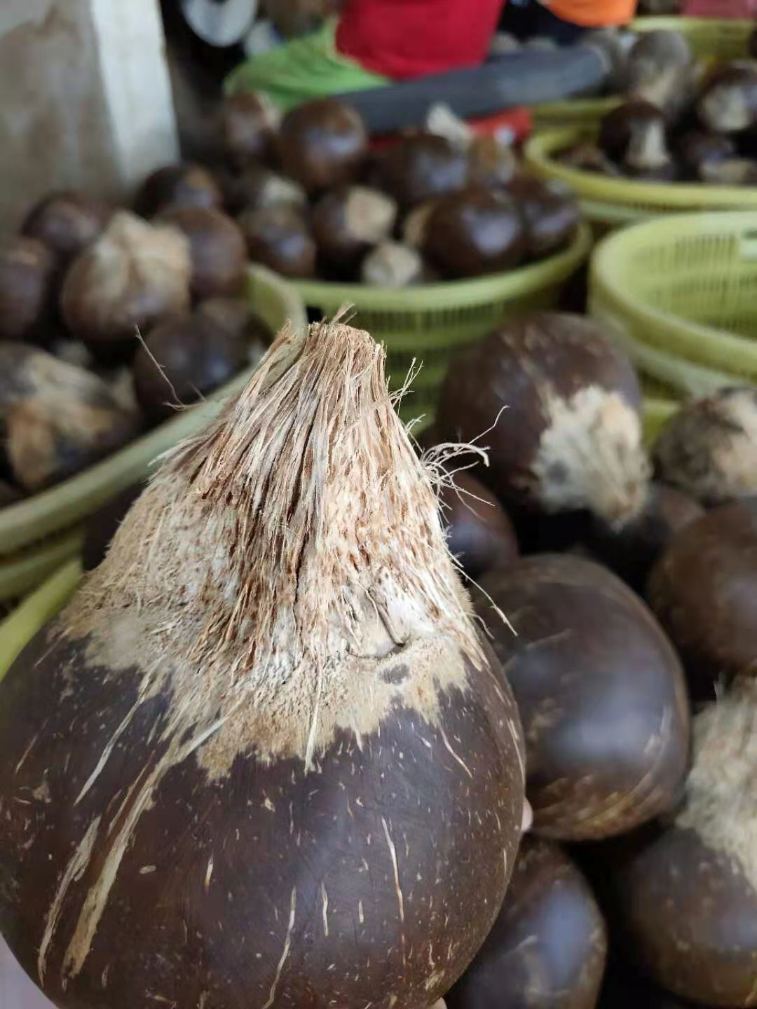 海南水果老椰子精选超大果2-3斤/个椰青毛椰子椰宝肉厚2个装包邮