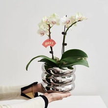 简约陶瓷花盆高级桌面ins风银色蝴蝶兰花瓶插花装饰品餐桌面摆件