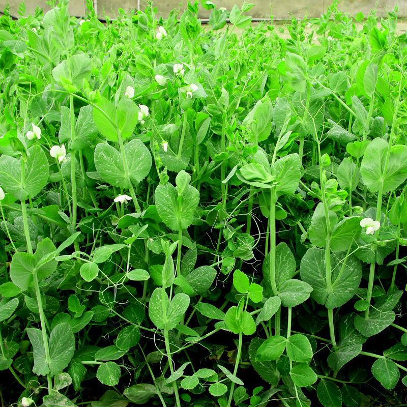 厂家直供豌豆苗种子四季室内阳台盆栽豆苗种籽豌豆尖芽苗菜菜籽种