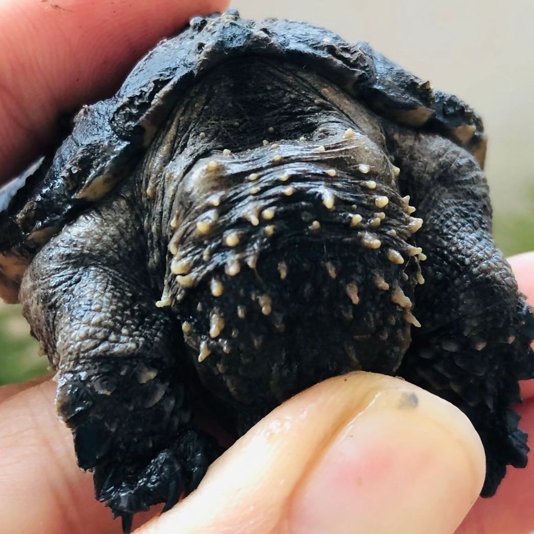 鳄龟原种爆刺纯佛凶猛霸气佛鳄龟活体观赏龟-阿里巴巴