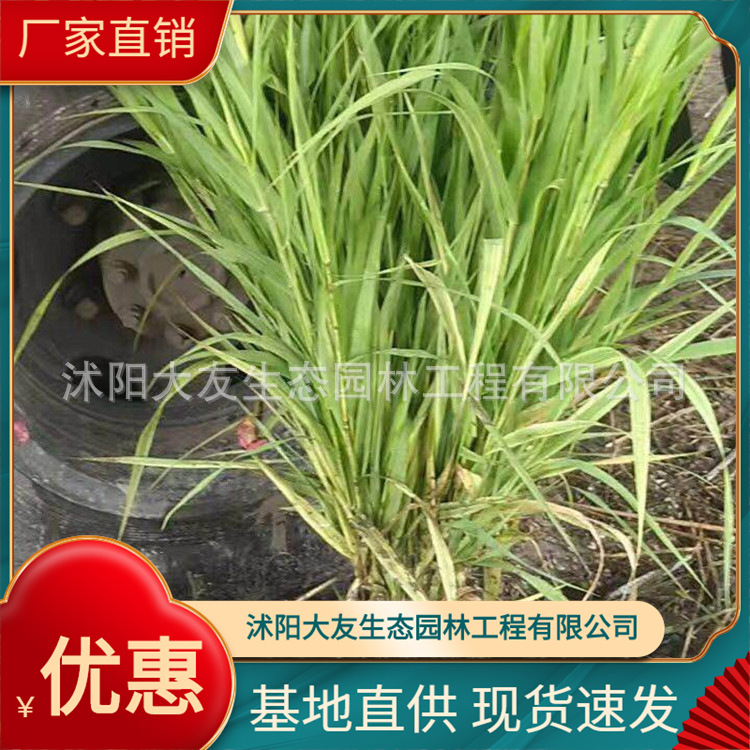 芦竹 基地直供  青叶  花叶芦竹 水体绿化 水生态