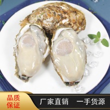 厂家货源 乳山生蚝4XL鲜活9斤海蛎子新鲜牡蛎带壳肥大鲜活批发