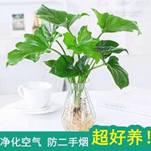 春羽水培土培植物盆栽室内绿植小天使好养花卉客厅净化空气发财