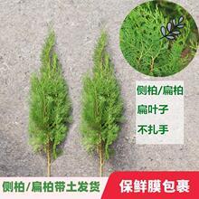 植树节小树苗四季常青松柏地栽学校单位公司社区活动绿化种植侧柏