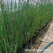 花叶水葱水葱小苗基地供应  挺水植物湿地公园浮岛水生植物