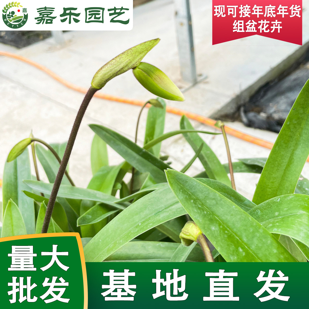 兜兰大青蛙带花苞花剑多苗室内绿植新宠花期超长兜兰盆栽直销鲜花