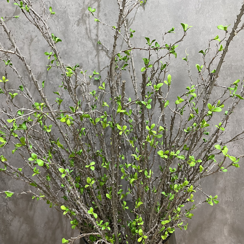 仿真植物荆刺枝带嫩叶绿植刺芽树枝花艺装饰绿色造景搭配树条