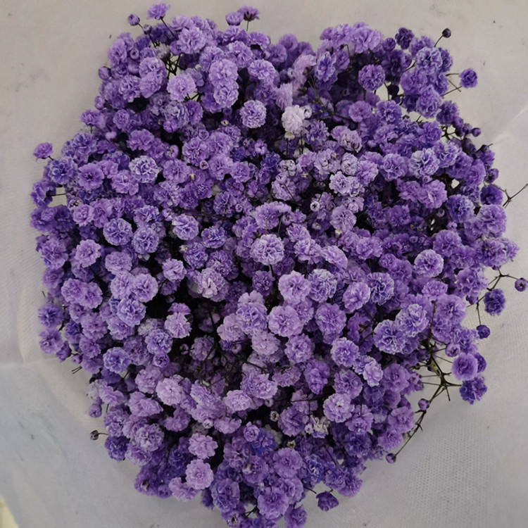 云南昆明满天星鲜花千万星伊洛斯花束半干花真花吸色鲜花直批批发