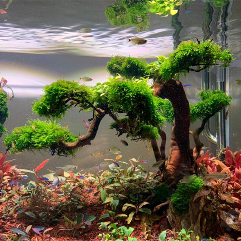 莫斯树成品生态鱼缸造景真水草真草缸莫丝树巴西树沉木迎客松天然