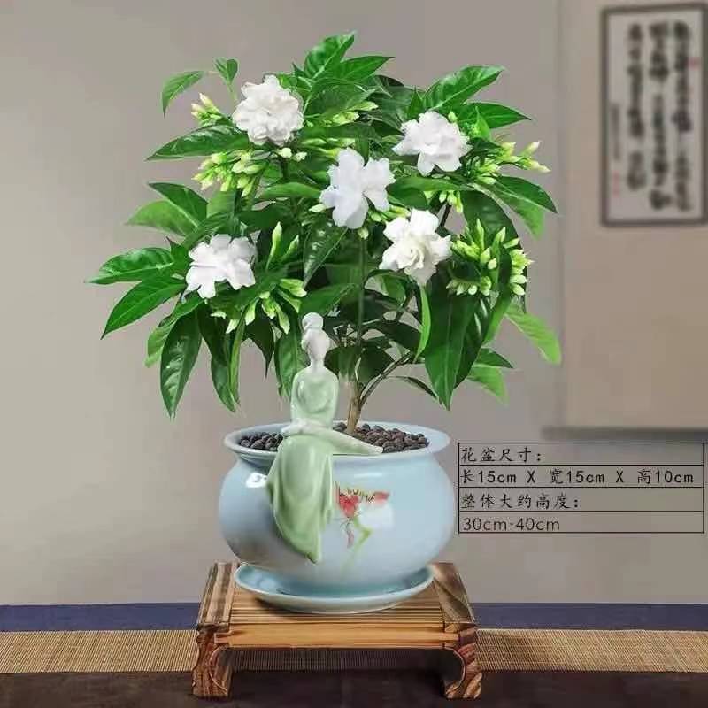 丁香花盆栽室内室外阳台客厅办公桌四季常青绿植狗牙花速卖通批发